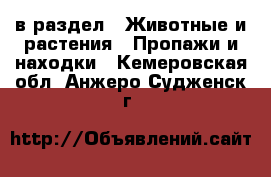  в раздел : Животные и растения » Пропажи и находки . Кемеровская обл.,Анжеро-Судженск г.